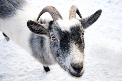 4112142-cute-goat-on-white-snow.jpeg