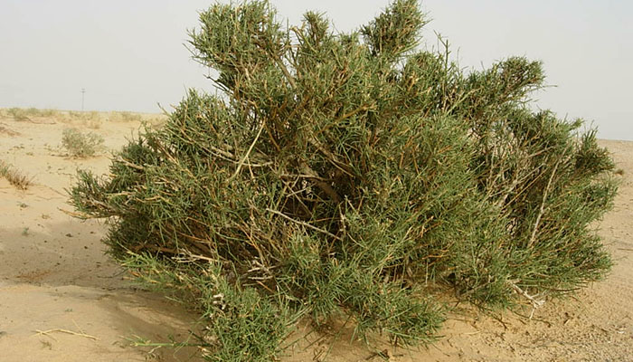 تونس صاحب معرض للأعشاب الطبي ة يؤك د قدرته على علاج السرطان بهذه النبتة فيديو تونس أخبار تونس